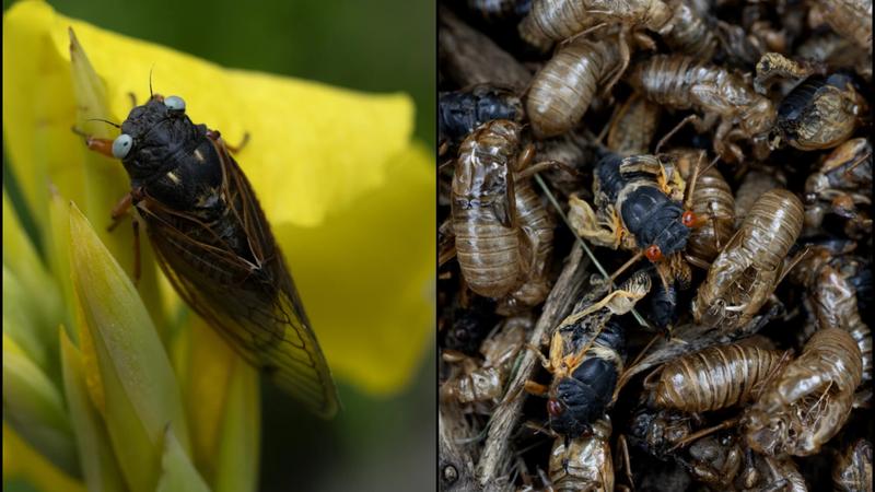 Rare Blue-Eyed Cicada Spotted During 2024 Emergence At Suburban Chicago 