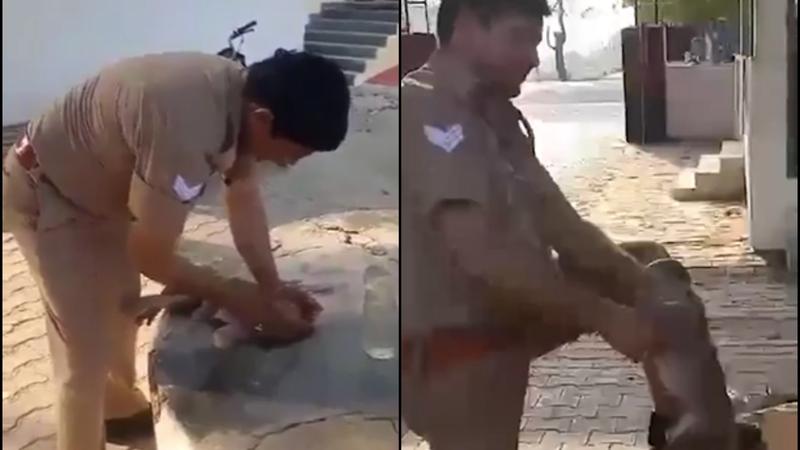 Policeman Revives Monkey Fainted From Heatwave
