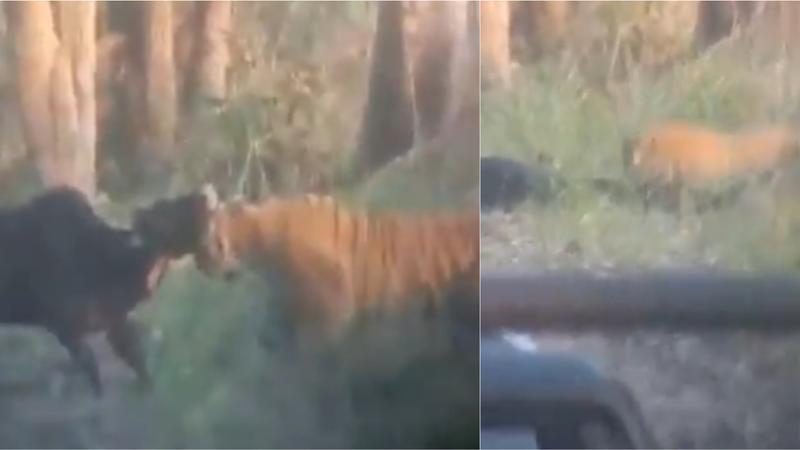 viral video from Pilibhit Tiger Reserve