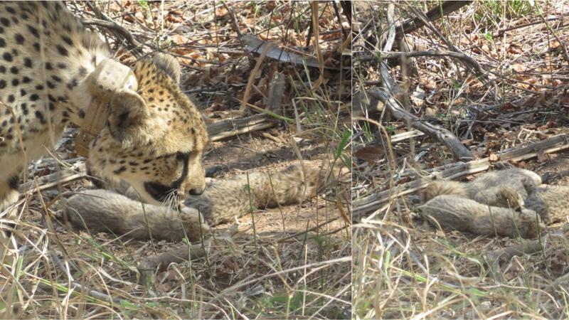 Three Cheetahs Die in Kuno, Reliance Wildlife Facility Called for Help