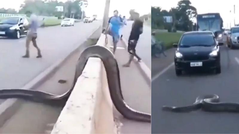 Giant snake crossing road, video goes viral