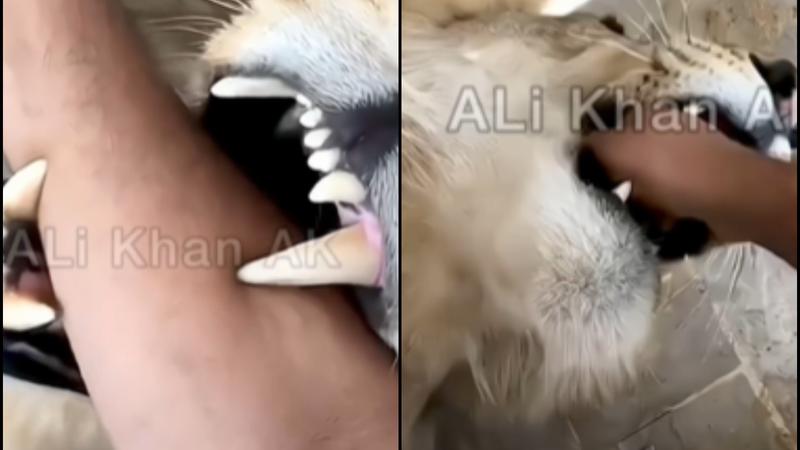 Video Of Man Putting His Hand Inside Lion’s Mouth