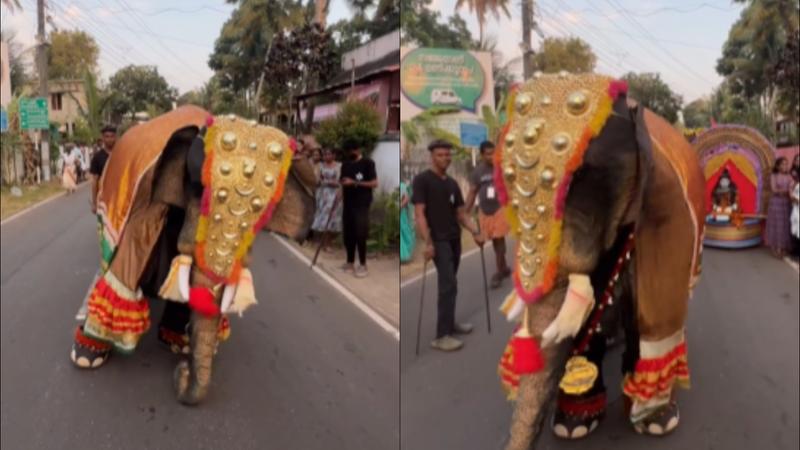 Viral Video Of Elephant Dancing On Rajinikanth’s ‘Kaavaalaa’