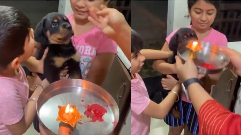 Indian Family Welcomes Puppy to Their House With Aarti, Video Viral