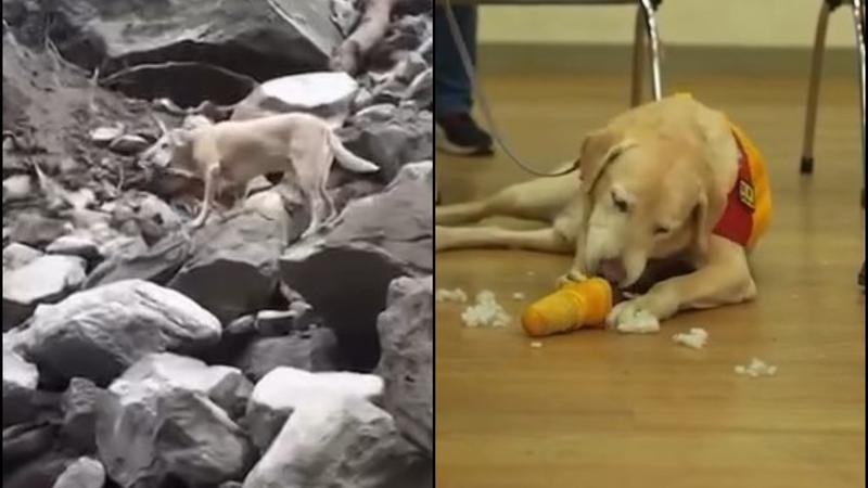 From Fired To Hero: Ex-Sniffer Dog Becomes Hero In Taiwan Earthquake