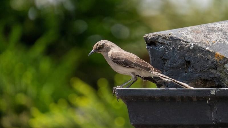 Bird Bath