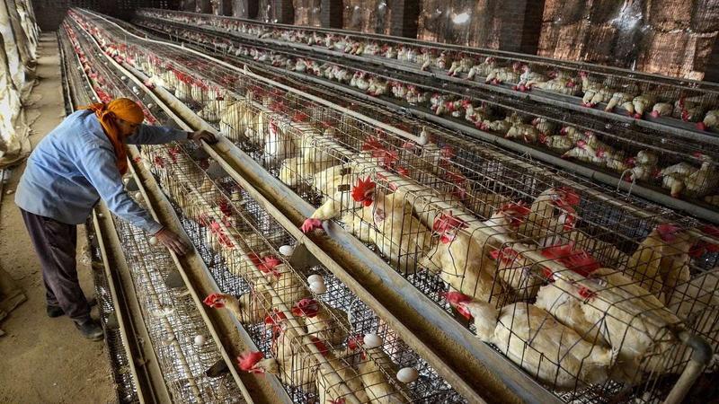 The Jharkhand government sounded an alert after bird flu cases were reported in a state-run poultry farm in Ranchi.