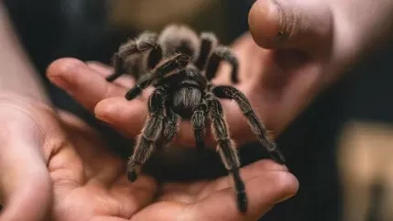 Tarantula