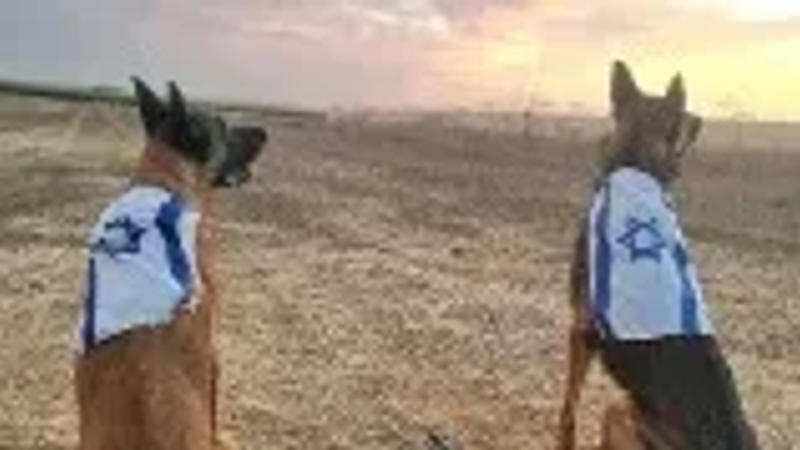 Dogs from IDF's K-9 unit pose with Israeli flags