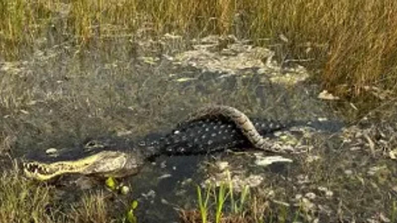 Florida alligator caught devouring 'invasive' python at Everglades National Park.