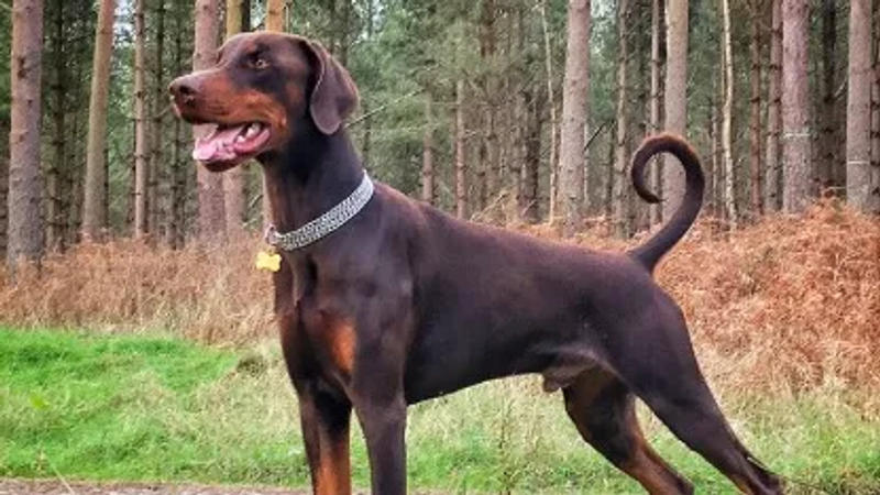 Doberman Pinscher