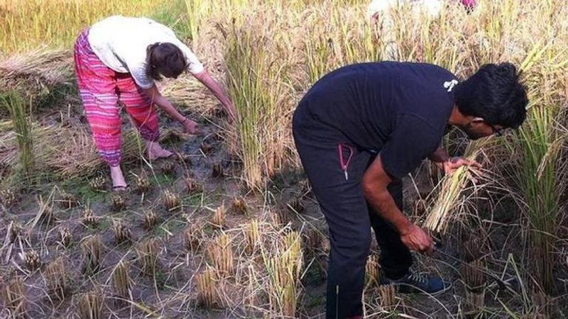 Organic farming - sustainable agricultural practice