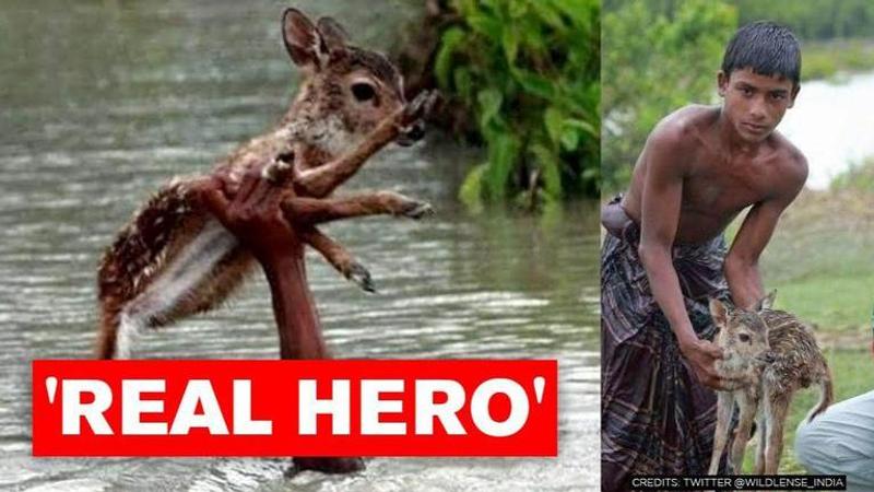 Photos of boy rescuing fawn resurface, netizens say 'important to remember heroes'