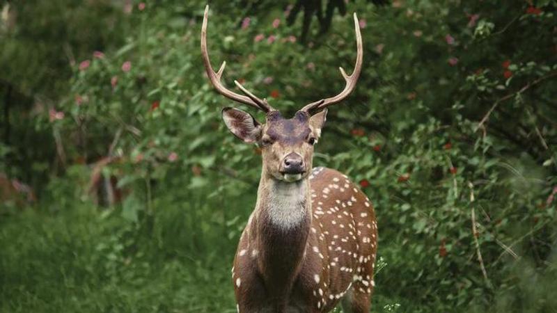 Rise in mammal population in Bhitarkanika National Park