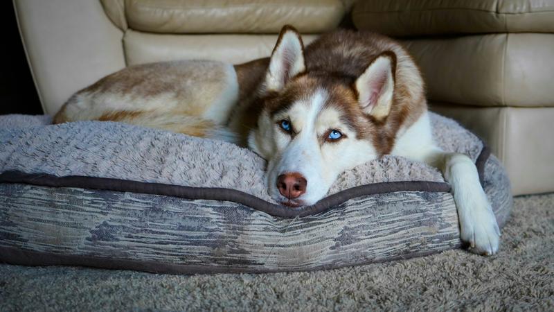 Dog at home in summers