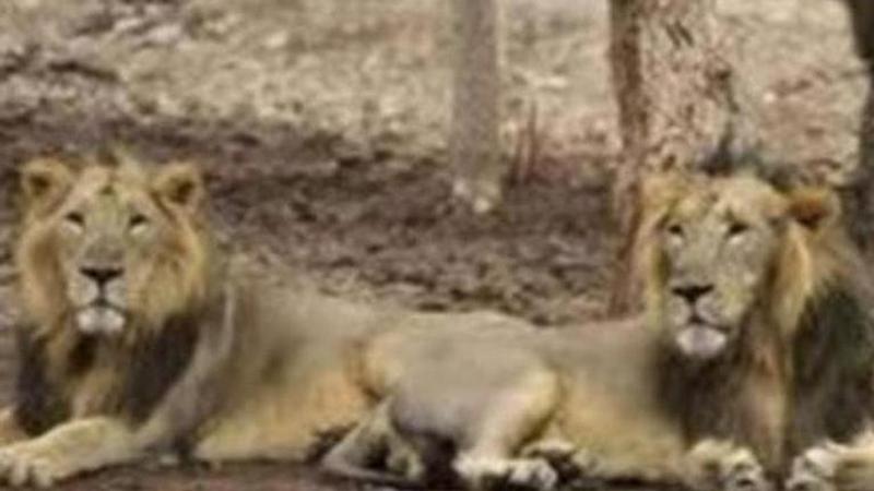 Guj: Lion carcass found in Gir forest