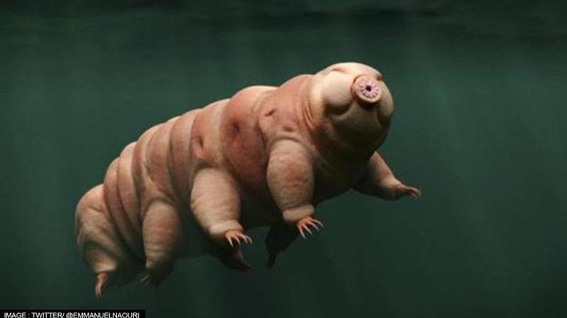 tardigrade