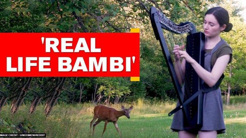 Deer 'politely' interrupts Canadian harpist's performance. Watch video