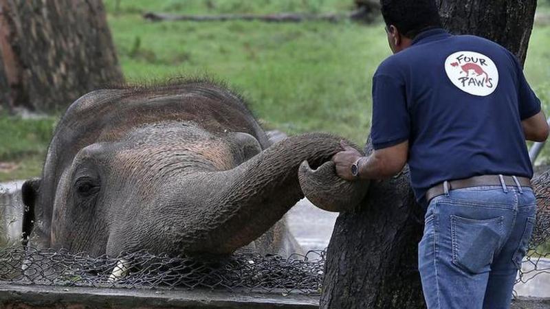 'World's loneliest elephant' okayed to quit zoo for new life