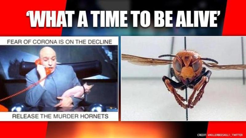 Murder Hornets