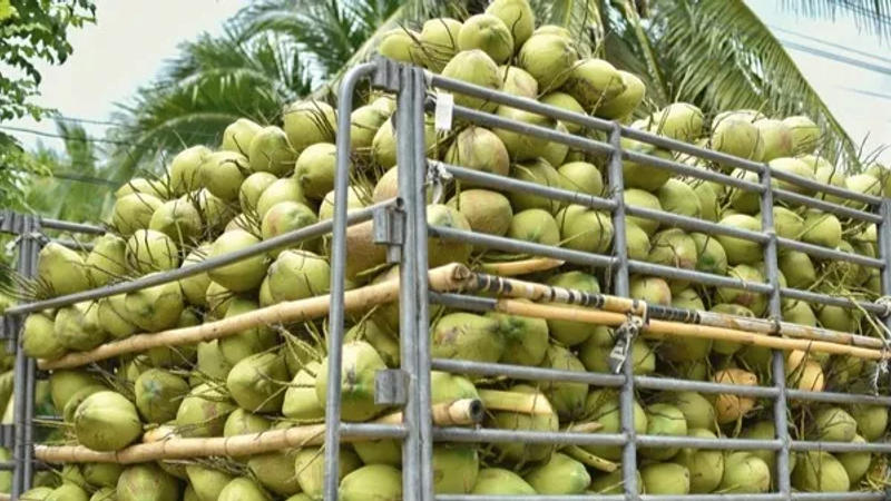 Major boost for coconut farmers: Union Cabinet raises MSP for ‘Milling Copra' and 'Ball Copra'