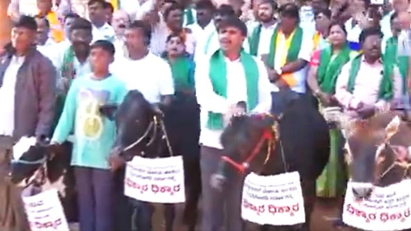BJP Workers Protest with Cows in Bengaluru, Accuses Congress of Unjust Treatment Towards Farmers