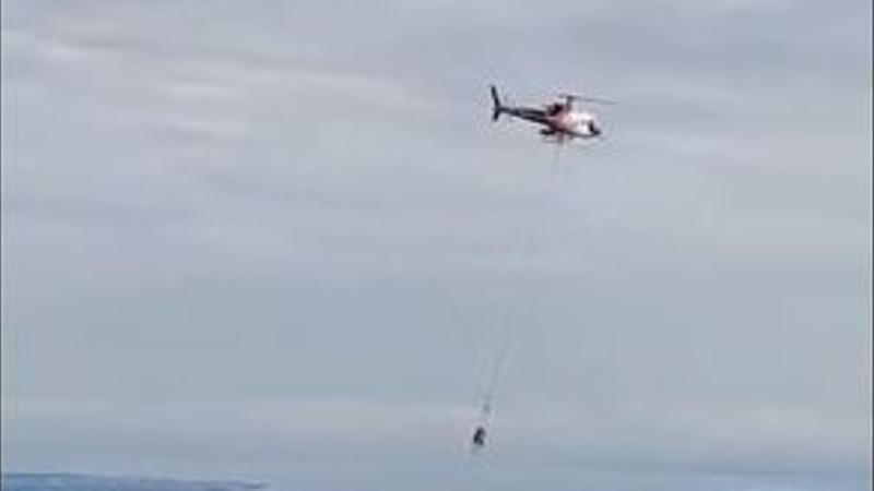 Cow airlifted by helicopter to the vet clinic