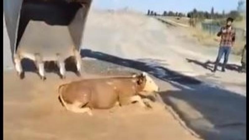 Man Saves Cow From Drowning