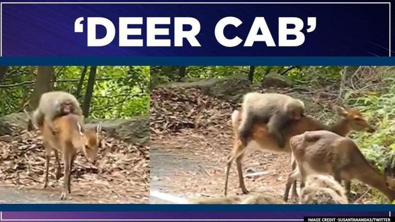 Video of monkey taking a 'cool ride' on deer breaks internet