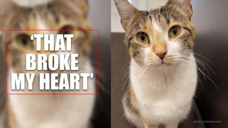 Adorable! Cat disappointed after owner refuses to give food