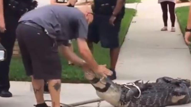 Amazing Video: After Being Cruelly Taunted, a Giant Crocodile Knocks Out the Trapper