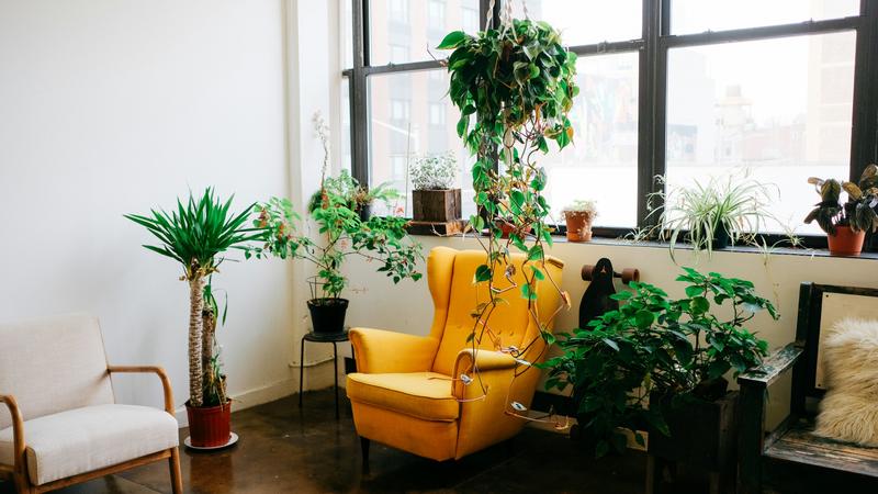 Indoor plants for decor