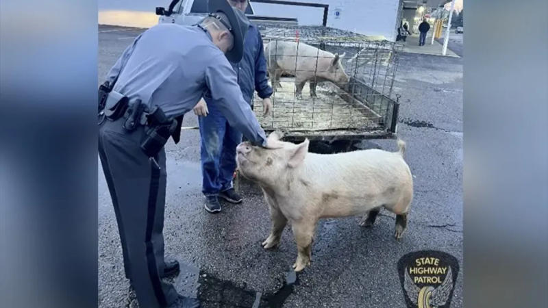 Ohio hilarious pig run to McDonald's