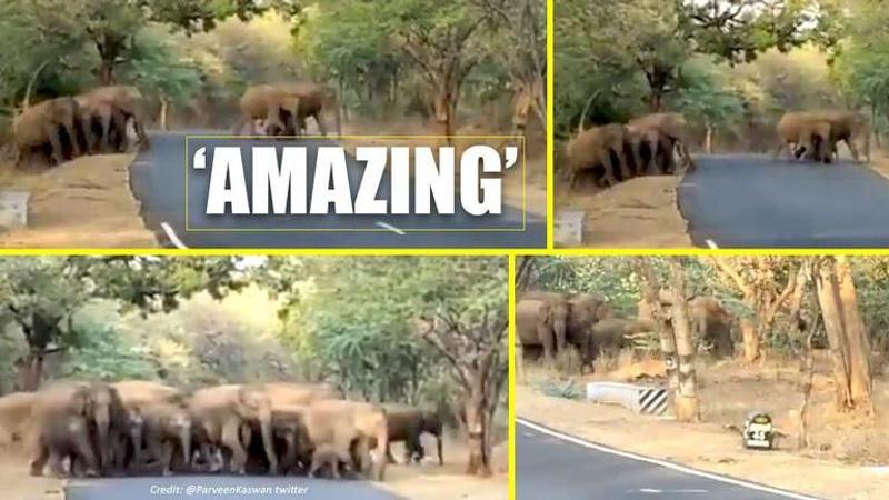 Elephants in a herd cross a road together with team work: watch video