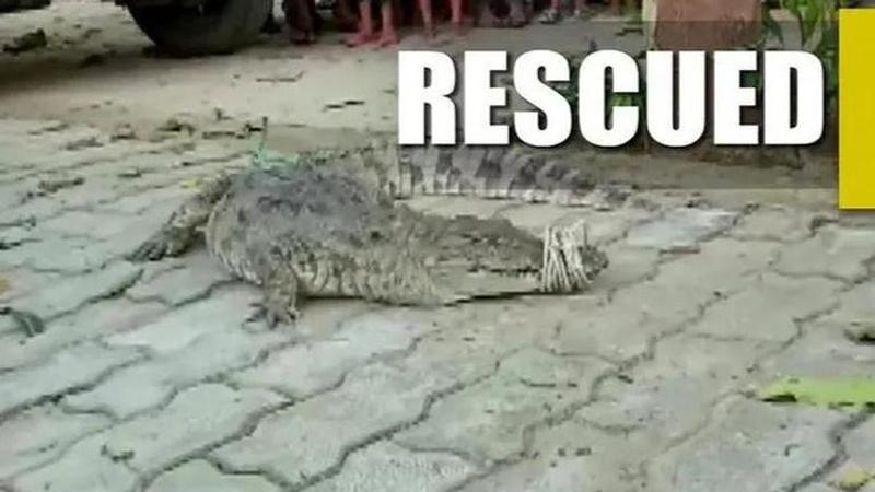 Crocodile