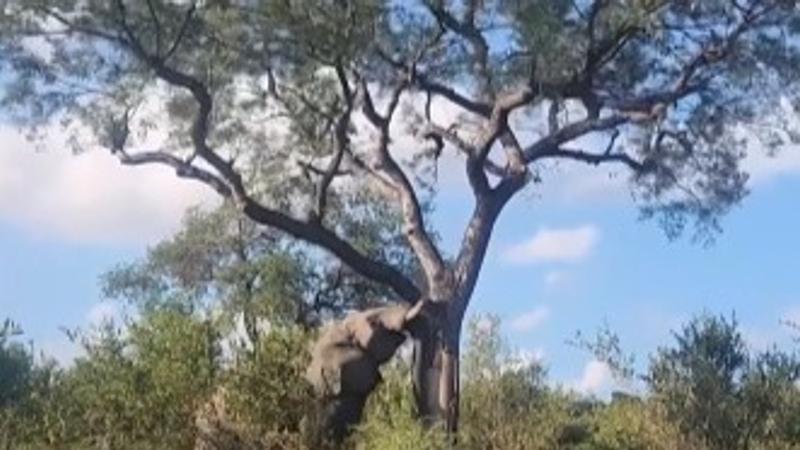 Elephant uproots massive tree