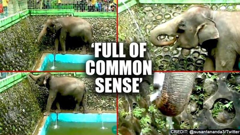 'Intelligent' Elephant opens tap to drink water, netizens flabbergasted