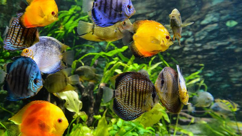 How To Keep Your Aquarium Cool In Summer