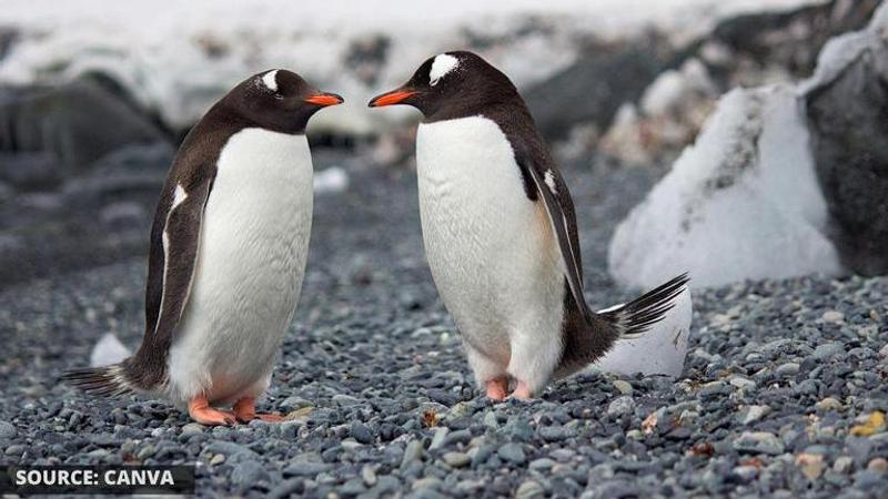 what is world penguin day