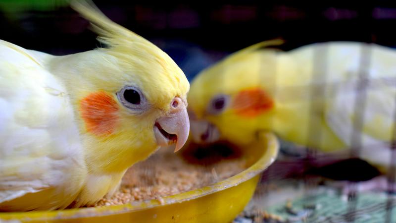 Cockatiels are affectionate birds