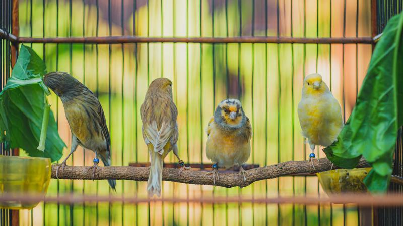 Tips To Keep Your Pet Birds Safe In Summer