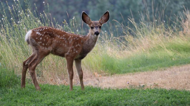 Is The Fatal Zombie Deer Disease A Threat To Humans? Scientists Weigh In