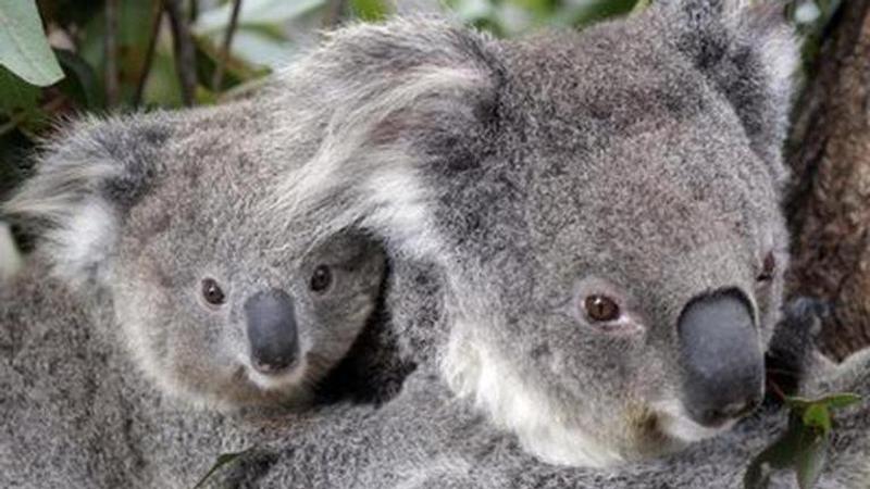 Orphaned baby koala saved by Australian zoo