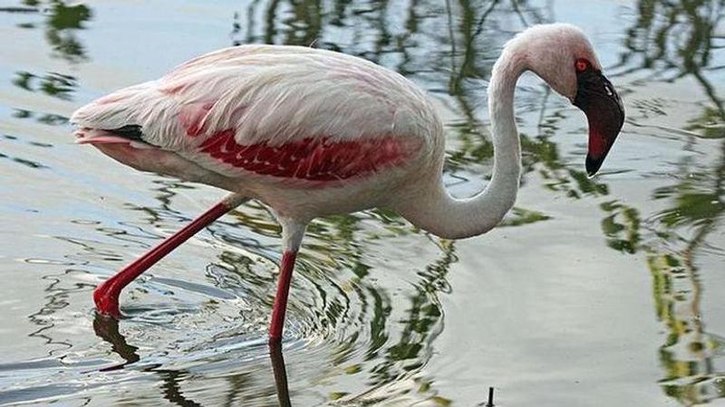 flamingoes