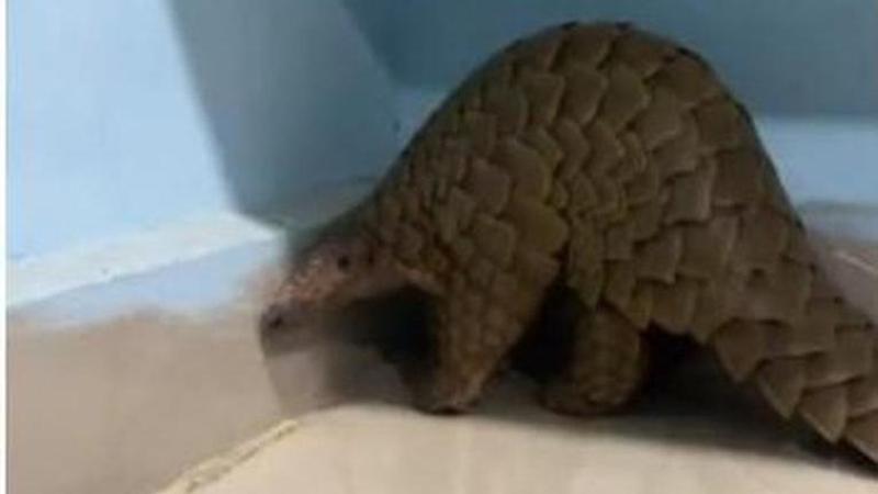 Man held with live Pangolin in Odisha; other incriminating materials also recovered