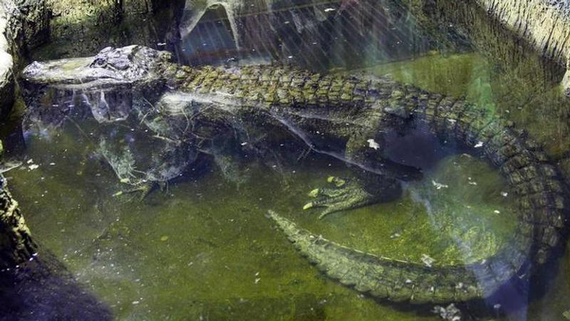 Alligator rumored to have been Hitler's dies in Moscow