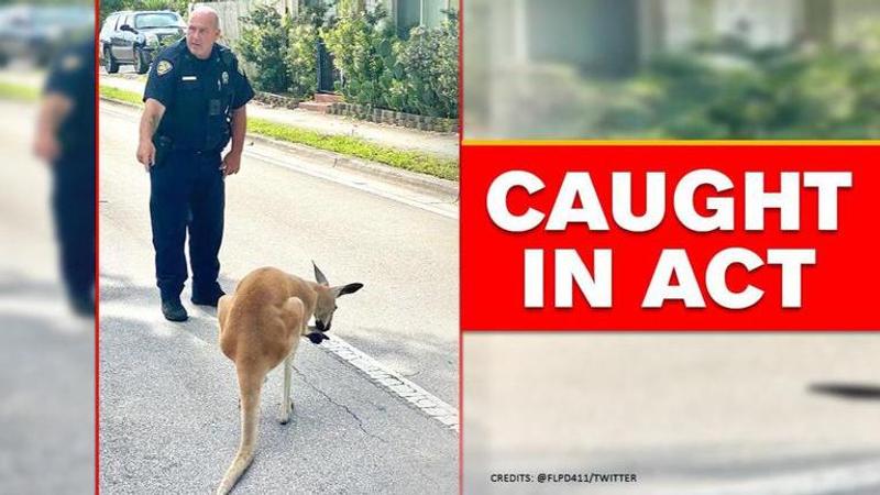 Kangaroo stopped on Florida streets, safely capture by police