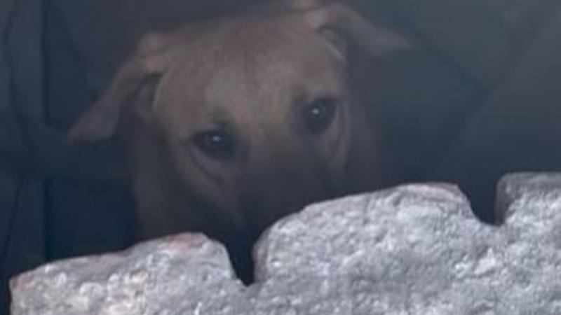 Man Gets A Lot of Appreciation On Social Media For Saving A Stray Dog | WATCH