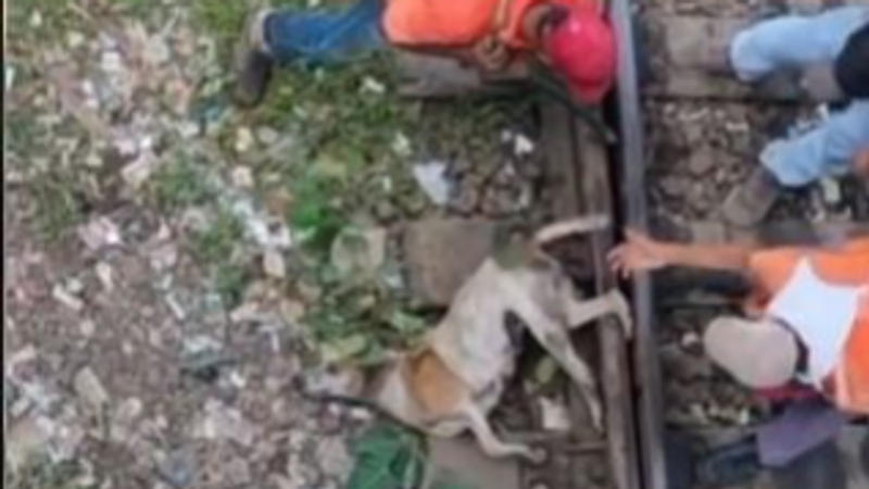 Mumbai Railway Workers Rescuing Stray Dog Trapped Between Tracks