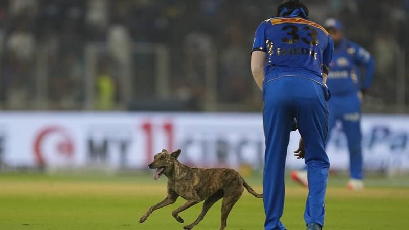 A dog entered the pitch during an IPL match between Gujarat Titans and Mumbai Indians. 